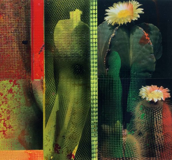 CACTI GARDEN 1 by David Ferry