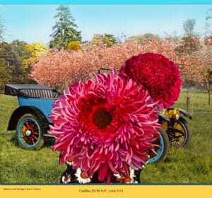 Seasonal Veteran and Vintage Cars in Colour - CAR EIGHT
